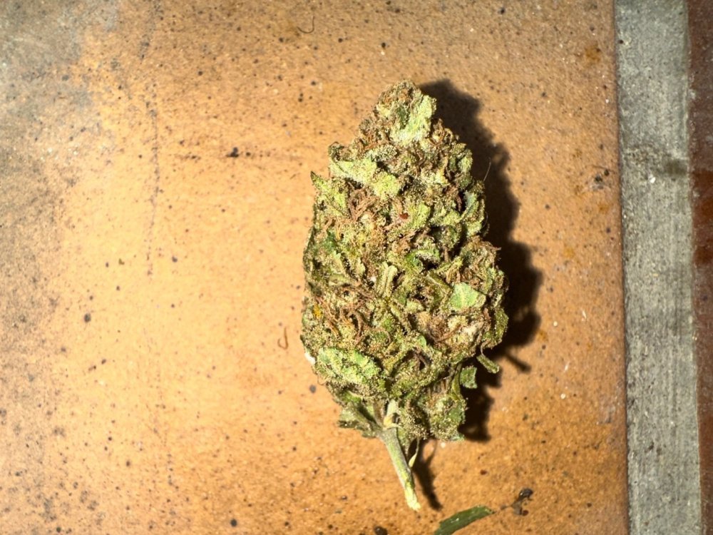 IMG_2023.jpeg