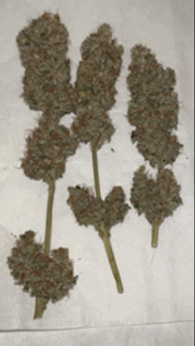 IMG_7621.gif.79c0b5f1845ce4c19b7b516d1c3c35a1.gif