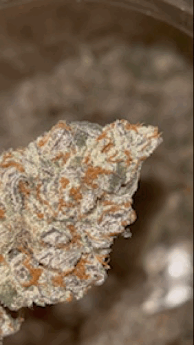 IMG_7754.gif.38fca46f0e52cd6de07d153242b4eab8.gif
