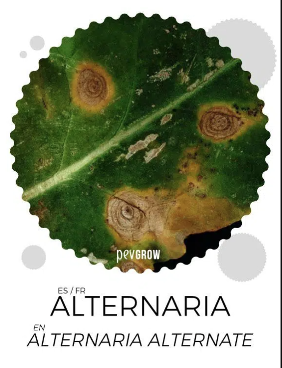 alternaria.thumb.png.fc829a418fe184af7e0d04a29c21a529.png