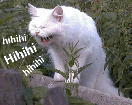 b10ec93e5fd50e5c6947addd60786eec.gif.73a77aa93bef89d28920ba8722d883a9.gif