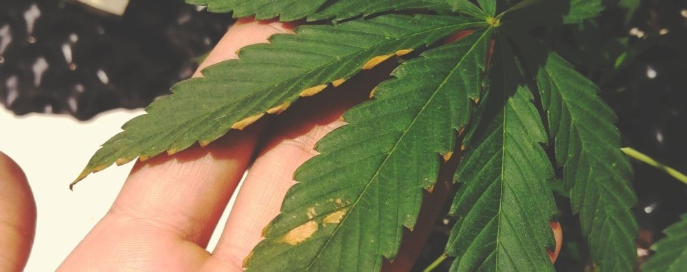 boron-deficiency-cannabis.thumb.jpg.09c23881d9694aa1f64cad9e470a062d.jpg