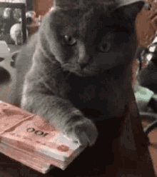 cats-funny.gif.be8c20cbca828b167fda1f51ddcd4e3a.gif