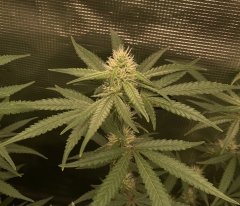 IMG_0937.jpeg