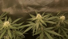 IMG_0939.jpeg