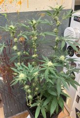 IMG_0988.jpeg