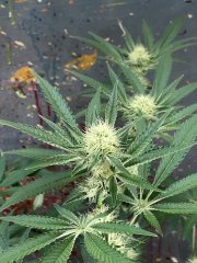 IMG_1001.jpeg