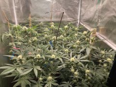 IMG_1004.jpeg