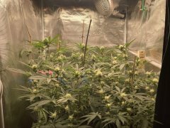 IMG_1007.jpeg