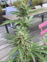 IMG_1012.jpeg