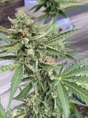 IMG_1013.jpeg