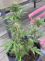 IMG_1014.jpeg