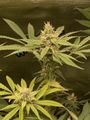IMG_1193.jpeg
