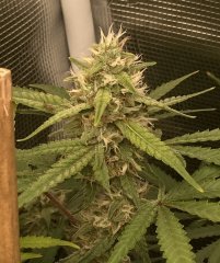 IMG_1194.jpeg