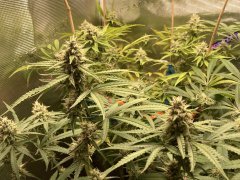 IMG_1216.jpeg