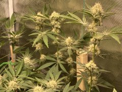 IMG_1220.jpeg