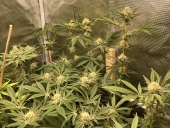 IMG_1226.jpeg