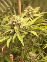 IMG_1228.jpeg