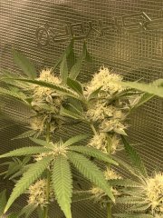 IMG_1232.jpeg