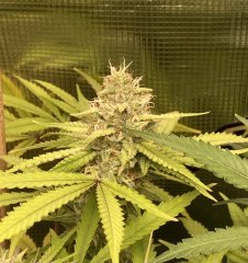 IMG_1268.jpeg