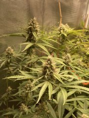 IMG_1276.jpeg