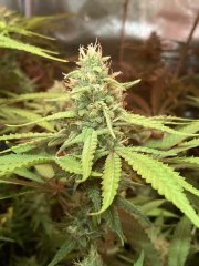 IMG_1281.jpeg