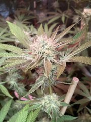 IMG_1282.jpeg