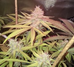 IMG_1287.jpeg