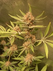 IMG_1392.jpeg