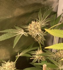 IMG_1393.jpeg