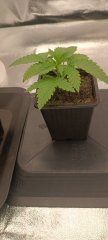 IMG_20230903_182729.jpg