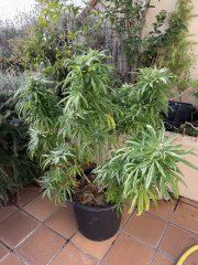 IMG_2575.jpeg