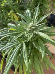 IMG_2577.jpeg
