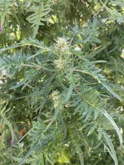 IMG_2580.jpeg