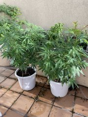 IMG_2583.jpeg