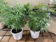 IMG_2584.jpeg