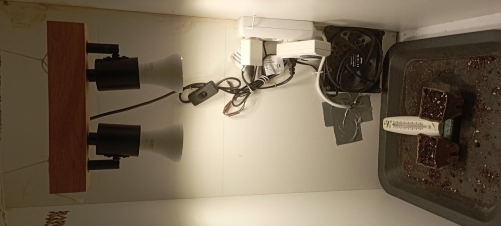 1146648915_IMG_20231017_195819-Copie.thumb.jpg.089a3bdc2c59800a021e6cf5f1643bb9.jpg