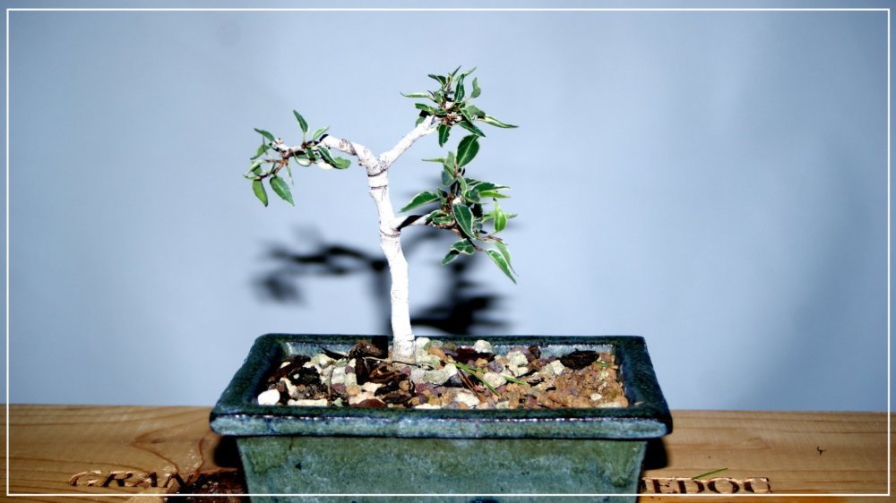 1248556414_FicusBenjaminastar-light.thumb.JPG.1c82917cfbf4049a747234b8c747976b.JPG