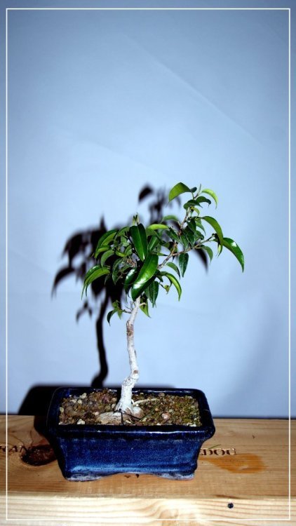 1333539441_FicusBenjamina.thumb.JPG.534f761202ca6a0d247b1f1c211a8af0.JPG