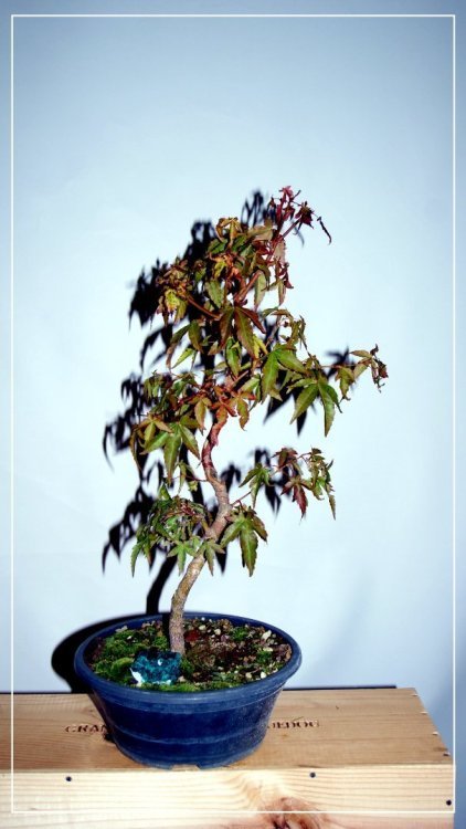 1378823163_ErablePalmatum.thumb.JPG.29018ce2089efffe910efdc739de8b59.JPG