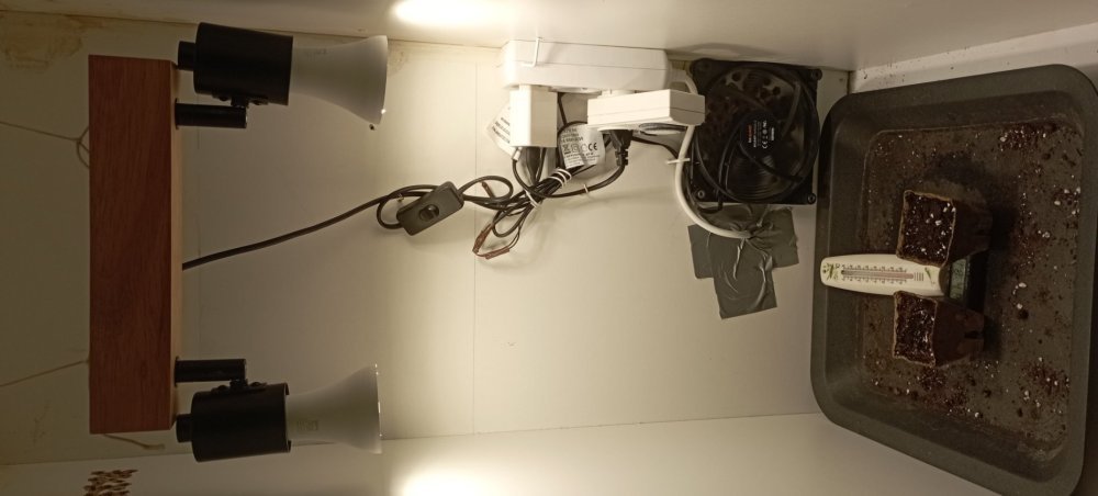 1443003113_IMG_20231017_195842-Copie.thumb.jpg.5680227d81c6d2d5e2b13199bc1f1c7e.jpg
