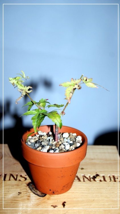 1748757508_ErablePalmatum(shito).thumb.JPG.9773a287bc542a132289780f6d690e14.JPG
