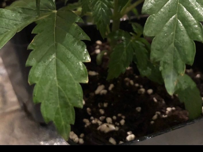 IMG_0679.jpeg.052793e021d2fb9f9383b7e574c6af08.jpeg