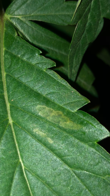 IMG_0686.thumb.png.51f5320e893ffafc013bef261aae5d4a.png