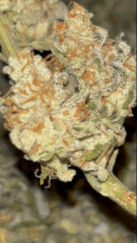 IMG_8645.gif.3ccbf79e01681a8a5bb7d279907d183d.gif
