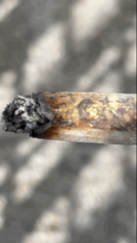 IMG_8795.gif.3baf20884cd89fb7e6ead40e68b78db8.gif