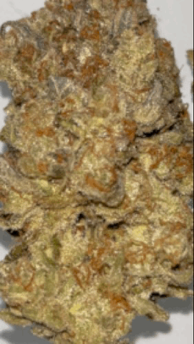 IMG_8813.gif.ae35004e89d8a0c60105f4713b0e3b20.gif