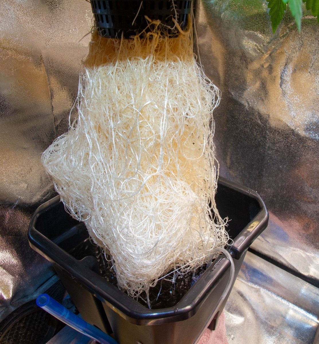 Tramuntana Seeds