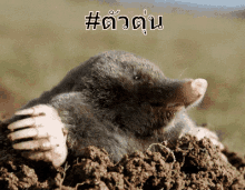 mole-smile.gif.42675eead72c76469466c2f01d1892a4.gif
