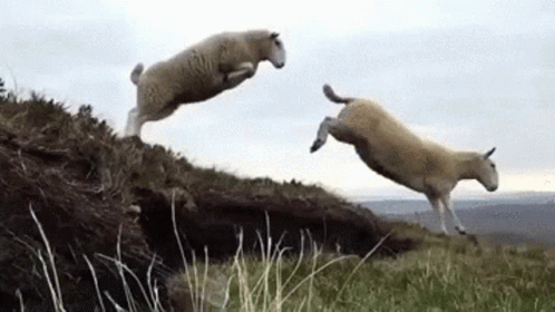mouton-saut-mouton.gif.6d5c1ea70337d7ef0500dfbd29633b9e.gif